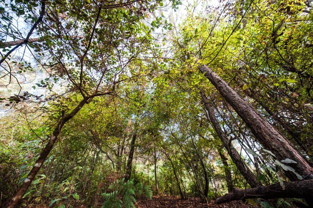 Lofts In The Forest อบานดาโร ภายนอก รูปภาพ